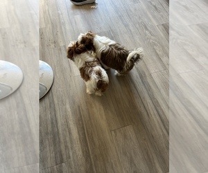 Medium Shih Tzu