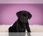 Small Photo #4 Rottweiler-Unknown Mix Puppy For Sale in Crystal , MN, USA