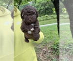 Puppy Bonnie YorkiePoo