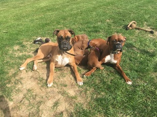 Mother of the Boxer puppies born on 09/24/2017