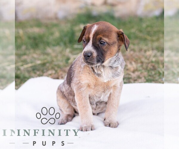Medium Photo #2 Australian Cattle Dog Puppy For Sale in CHAMBERSBURG, PA, USA