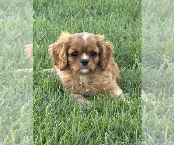 Medium Photo #3 Cavalier King Charles Spaniel Puppy For Sale in Sioux Falls, SD, USA