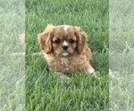 Small #2 Cavalier King Charles Spaniel
