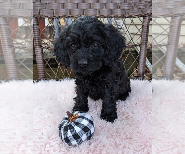 Medium Photo #53 Cock-A-Poo Puppy For Sale in SALEM, MO, USA