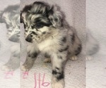 Small #9 Australian Shepherd