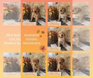 Golden Retriever Puppy for sale in GEORGETOWN, TX, USA