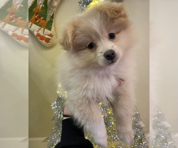 Medium Photo #1 Pomeranian Puppy For Sale in FAIRFIELD, CA, USA