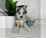 Small #1 Pomsky