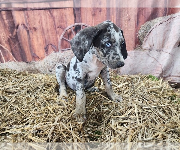 Medium Photo #4 Catahoula Leopard Dog Puppy For Sale in CUMBY, TX, USA