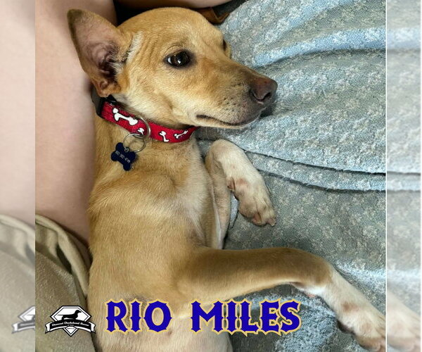 Medium Photo #18 Dachshund-Unknown Mix Puppy For Sale in San Antonio, TX, USA