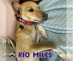 Small Photo #18 Dachshund-Unknown Mix Puppy For Sale in San Antonio, TX, USA