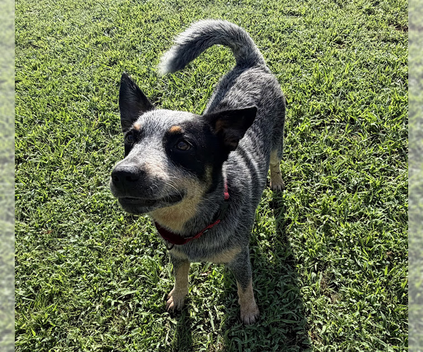 Medium Photo #3 Mutt Puppy For Sale in Garden City, NY, USA