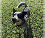 Small #2 Mutt