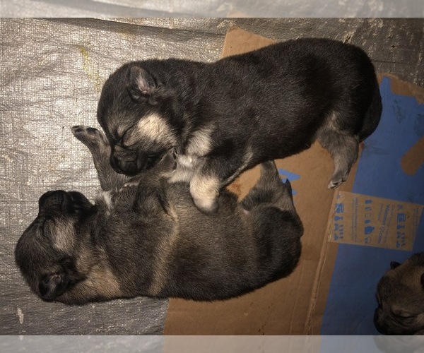 Medium Photo #4 German Shepherd Dog Puppy For Sale in BLMGTN, IN, USA