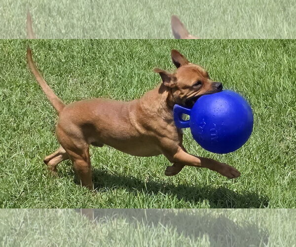Medium Photo #4 Boxer-Unknown Mix Puppy For Sale in Houston, TX, USA