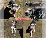 Small #2 American Staffordshire Terrier-Labrador Retriever Mix