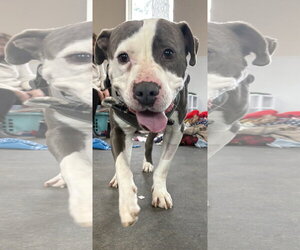 Smokey *TRANSPORTATION AVAILABLE* - Male Mutt Dog for Adoption - Photo #2
