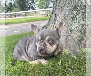 Mother of the French Bulldog puppies born on 05/21/2026