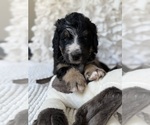 Small #16 Bernedoodle