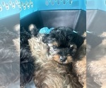 Puppy Chicago Yorkipoo