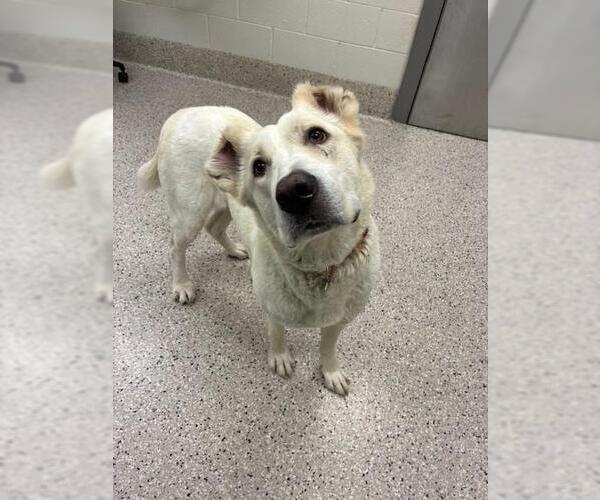 Medium Photo #1 Great Pyrenees-Unknown Mix Puppy For Sale in Brighton, CO, USA