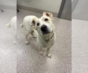 Great Pyrenees-Unknown Mix Dogs for adoption in Brighton, CO, USA