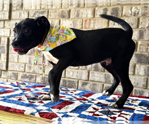Curly - Male Bulldog-Catahoula Leopard Dog Mix Dog for Adoption - Photo #5