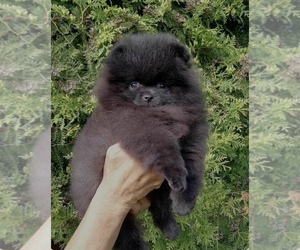 Pomeranian Puppy for Sale in BROOKLYN, New York USA