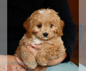 Cavapoo (Miniature) Puppy for sale in NARVON, PA, USA