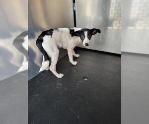 Mutt Dogs for adoption in San Antonio, TX, USA