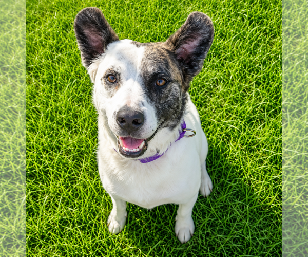 Medium Photo #18 American Staffordshire Terrier-Border Collie Mix Puppy For Sale in Huntley, IL, USA
