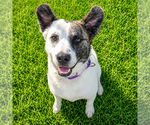 Small #17 American Staffordshire Terrier-Border Collie Mix