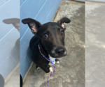 Small Labrador Retriever Mix