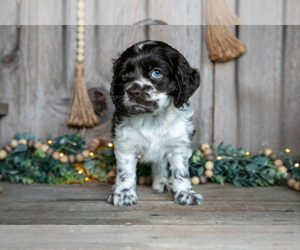 Medium Photo #15 Cocker Spaniel Puppy For Sale in BALTIC, OH, USA