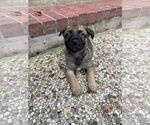 Small #1 Labrador Retriever Mix