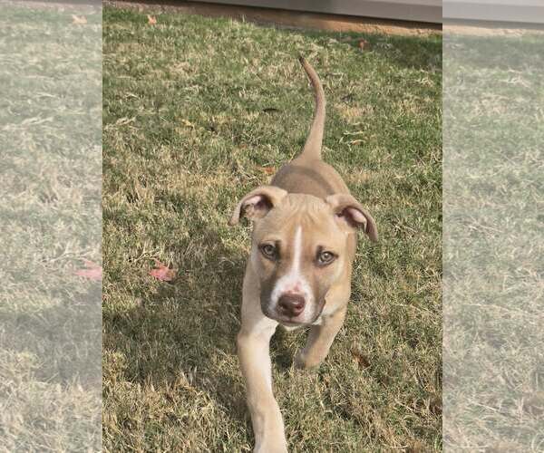 Medium Photo #2 Mutt Puppy For Sale in Greenville, SC, USA