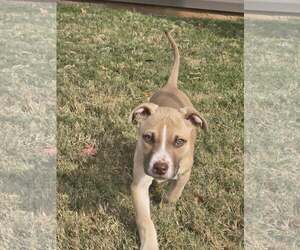 Mutt Dogs for adoption in Greenville, SC, USA