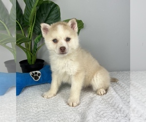 Bolognese Puppy for sale in FRANKLIN, IN, USA