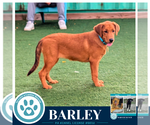 Small #3 Labrador Retriever Mix