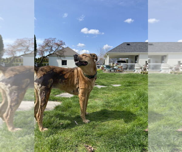 Medium Photo #6 Mutt Puppy For Sale in Bellingham, WA, USA