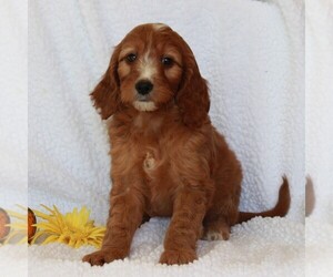 Irish Setter-Poodle (Miniature) Mix Puppy for sale in CHRISTIANA, PA, USA