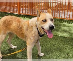 Siberian Husky-Unknown Mix Dogs for adoption in Las Vegas, NV, USA