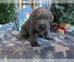 Small #2 Labrador Retriever