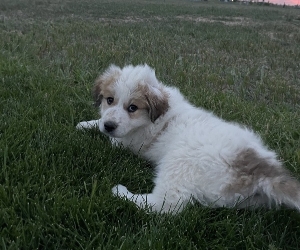 Medium Photo #1 Saint Pyrenees Puppy For Sale in CARPENTER, WY, USA