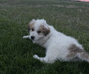Medium Saint Pyrenees