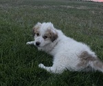 Puppy Puppy 1 Saint Pyrenees