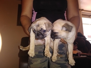 Pug Puppy for sale in ADKINS, TX, USA
