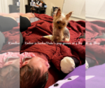Small Photo #19 Yorkshire Terrier Puppy For Sale in ARLINGTON, TX, USA
