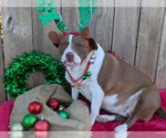 Small #2 American Pit Bull Terrier Mix