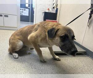 German Shepherd Dog-Unknown Mix Dogs for adoption in Visalia, CA, USA